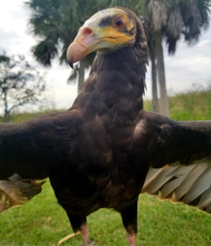 Lesser Yellow Headed Vulture (Cathrtes Burrovianus)
